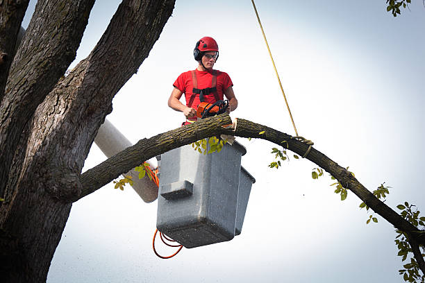 Best Palm Tree Trimming  in Northview, MI